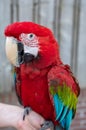 Large colorful South American macaw araÃÂ parrot close up
